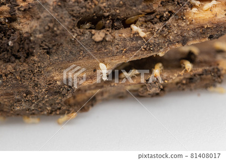 Reticulitermes speratus eating trees 81408017