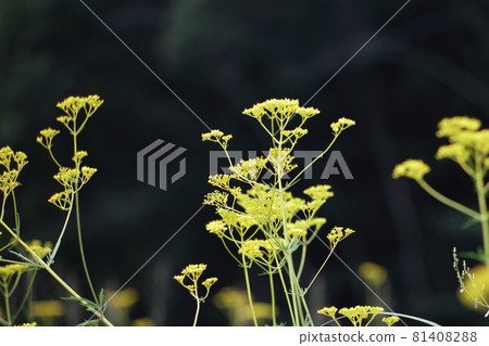 Kashihara Mire Kashihara Mire 81408288