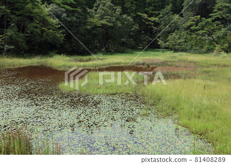 Kashihara Mire 81408289