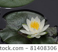 單朵睡蓮 81408306