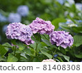 淡紫色繡球花並肩綻放 81408308