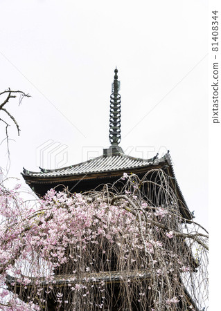 仁和寺，春天的總寺，五層樓的塔，俯瞰垂枝櫻花 81408344