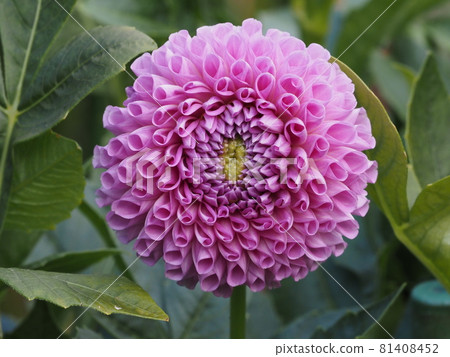 神秘形狀的大麗花 神秘形狀的大麗花 81408452