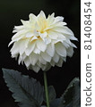 白色大麗花 81408454