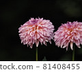 粉紅色大麗花 81408455