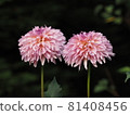 粉紅色大麗花 81408456