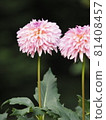 粉紅色大麗花 81408457