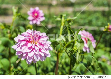 Brightly blooming dahlia, Kawanishi Town, Yamagata Prefecture 81408543
