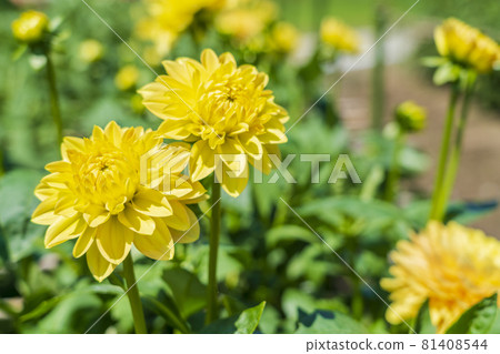 Brightly blooming dahlia, Kawanishi Town, Yamagata Prefecture 81408544