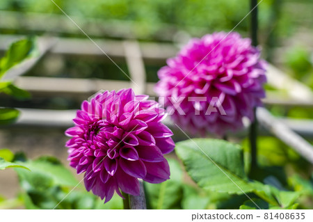 Brightly blooming dahlia, Kawanishi Town, Yamagata Prefecture Brightly blooming dahlia, Kawanishi Town, Yamagata Prefecture 81408635