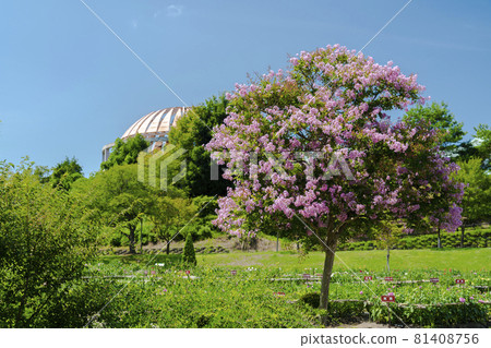 山形縣川西町紫薇盛開的公園和藍天 81408756