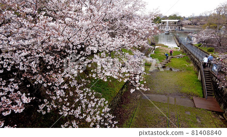 Kyoto Okazaki Sakura Corridor 81408840