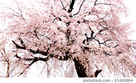 櫻花在京都丸山公園 櫻花在京都丸山公園 81408864