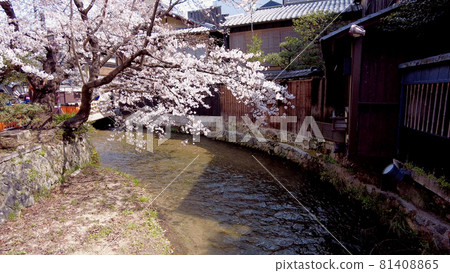 京都祗園櫻花在白川鄉 京都祗園櫻花在白川鄉 81408865