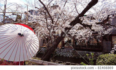 京都祗園櫻花在白川鄉 81408869