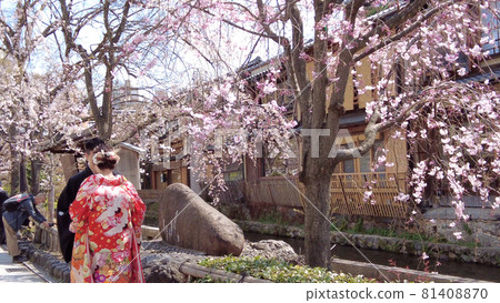 Kyoto Gion Sakura in Shirakawa Kyoto Gion Sakura in Shirakawa 81408870