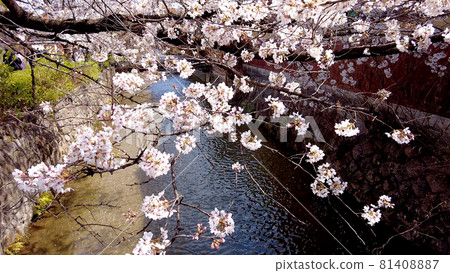 Kyoto Gion Sakura in Shirakawa 81408887