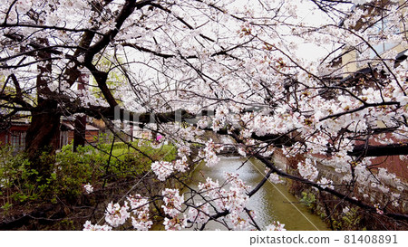 京都祗園櫻花在白川鄉 81408891