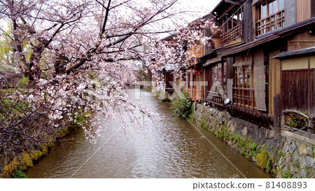 Kyoto Gion Sakura in Shirakawa Kyoto Gion Sakura in Shirakawa 81408893
