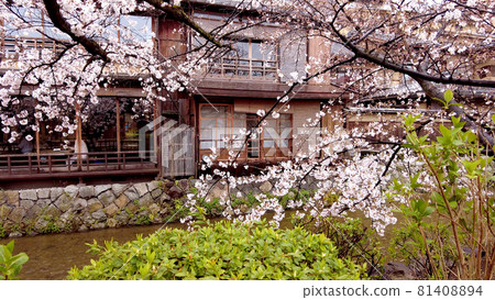 京都祗園櫻花在白川鄉 81408894