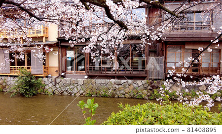 京都祗園櫻花在白川鄉 81408895