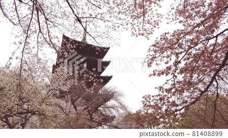 京都Toji的櫻花 京都Toji的櫻花 81408899