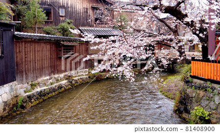 京都祗園櫻花在白川鄉 81408900