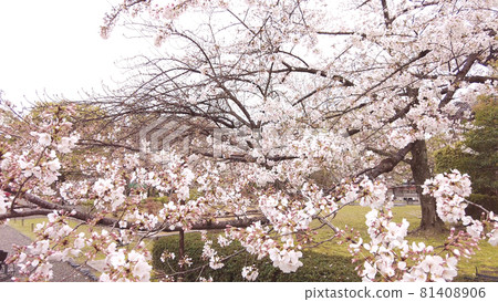 京都Toji的櫻花 81408906