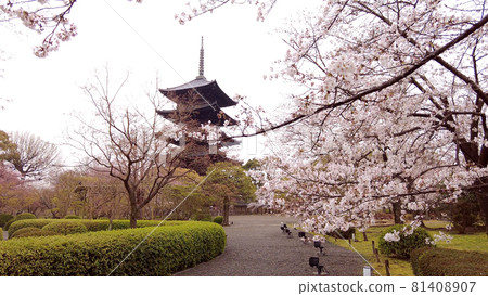 京都Toji的櫻花 81408907