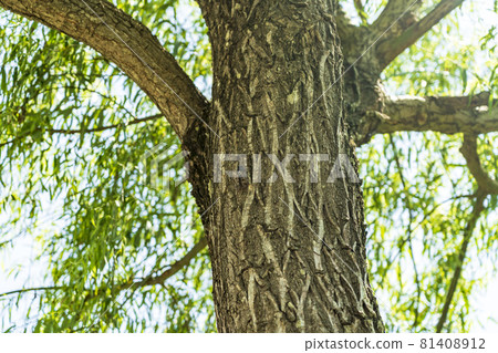 Brown cicada perched on a tree Summer park Kawanishi Town, Yamagata Prefecture 81408912