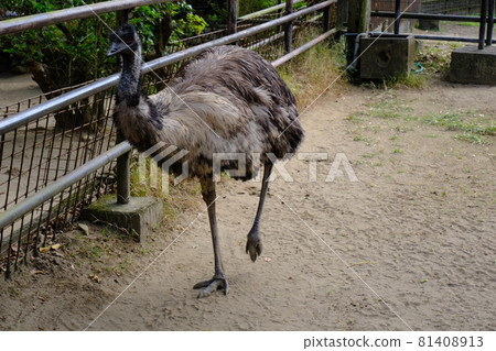 Phoenix Zoo 81408913