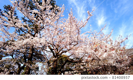 Cherry blossoms at Kyoto Nanzenji Cherry blossoms at Kyoto Nanzenji 81408937