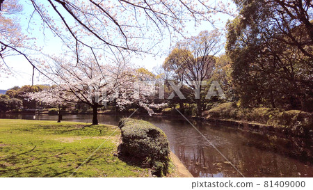 Cherry blossoms at Kitanomaru park 81409000