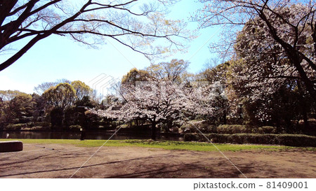 Cherry blossoms at Kitanomaru park 81409001