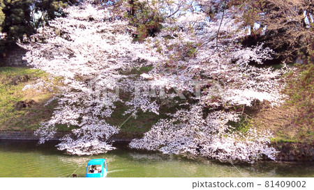Cherry blossoms at Chidorigafuchi 81409002