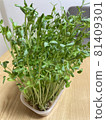 Pea sprouts grown at home 81409301