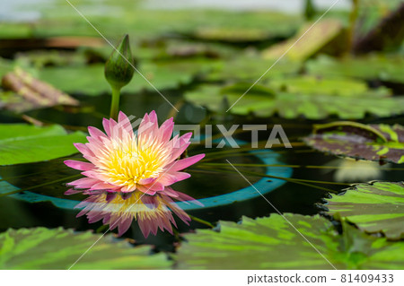Kusatsu City, Shiga Prefecture Aquatic Botanical Park Mizunomori Greenhouse Water lotus flower floating in the pond of Lotus Building 81409433