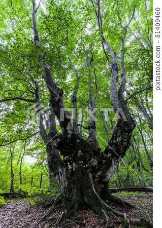 Nakajimadai Recreation Forest Agariko Daiou 81409460