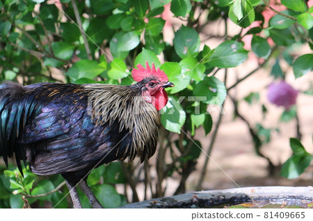 Beautiful chicken 81409665