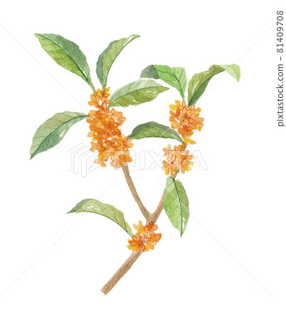 Osmanthus osmanthus 81409708