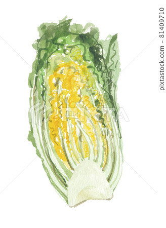 長葉萵苣橫截面 長葉萵苣橫截面 81409710