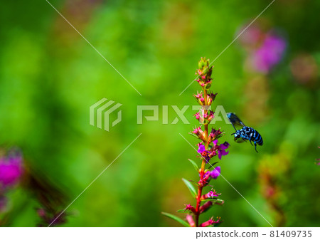 Blue Bee in Higotai Park Blue Bee in Higotai Park 81409735