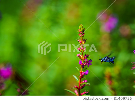 Blue Bee in Higotai Park Blue Bee in Higotai Park 81409736