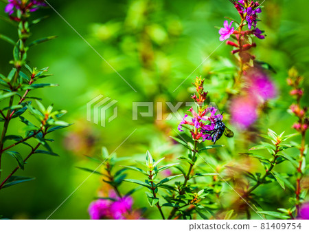 肥後台公園的藍蜂 肥後台公園的藍蜂 81409754