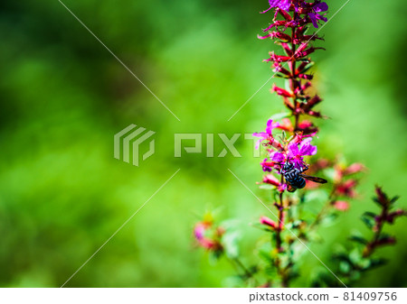 肥後台公園的藍蜂 肥後台公園的藍蜂 81409756