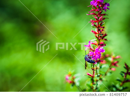 肥後台公園的藍蜂 肥後台公園的藍蜂 81409757