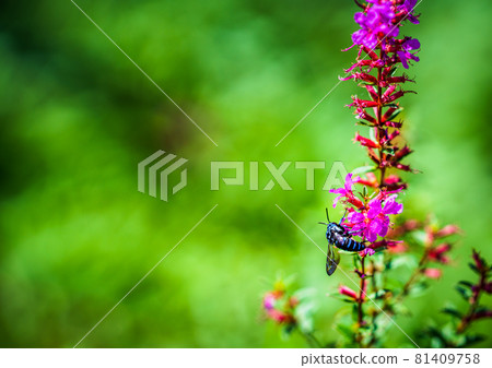 Blue Bee in Higotai Park Blue Bee in Higotai Park 81409758