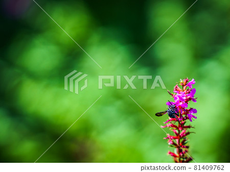 肥後台公園的藍蜂 肥後台公園的藍蜂 81409762
