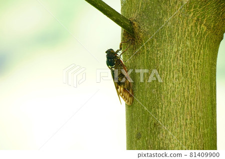 Brown cicada 81409900