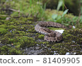 Mamushi lurking on the roadside 81409905